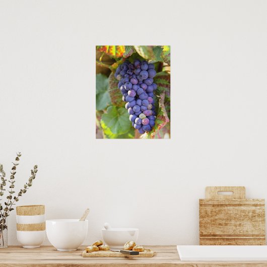 Poster Un groupe de raisins Pinot Noir dans un Chambertin (Cuisine)