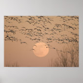 Poster Un groupe d'oies des neiges migratrices, Grus (Devant)