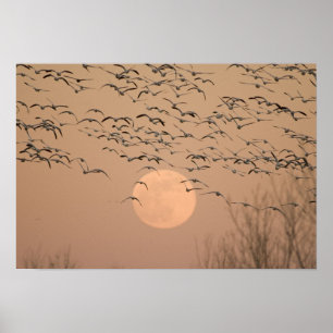 Poster Un groupe d'oies des neiges migratrices, Grus