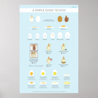 Poster Un guide simple (visuel) des oeufs
