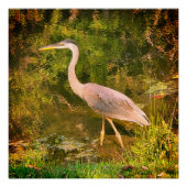 Poster Un héron bleu (Devant)