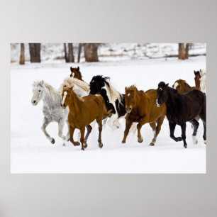 Poster Un hiver pittoresque de chevaux sur le