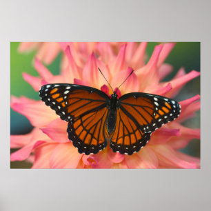 Poster Un imitateur du monarque papillon