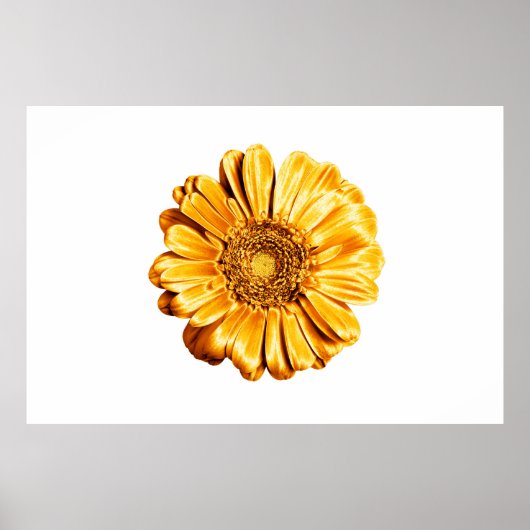 Poster Un isolat d'arrière - plan blanc de fleur de gerbe (Devant)