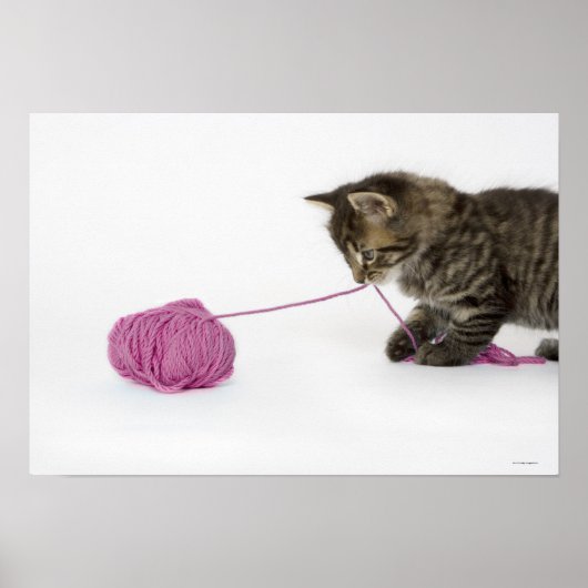 Poster Un jeune chaton tabby en train de jouer (Devant)
