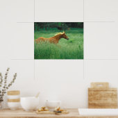 Poster Un Jeune Stallion Traverse Le Milieu (Cuisine)