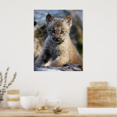 Poster Un Joli Petit Lynx Kitten Canadien (Cuisine)