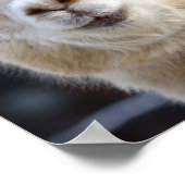 Poster Un joli visage moelleux d'un alpaga (Coin)