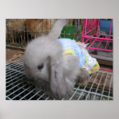 Poster Un lapin en robe か わ い い 幸 せ (Devant)