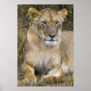Poster Un lion assis dans les hautes herbes du Maasai