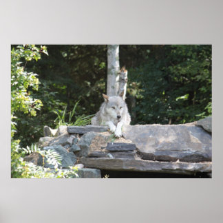 Poster Un loup de bois au repos.