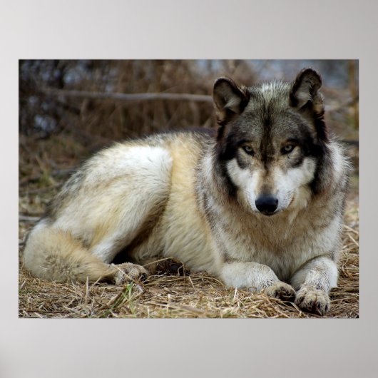Poster Un loup qui attend et regarde (Devant)