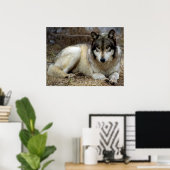 Poster Un loup qui attend et regarde (Bureau à domicile)