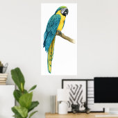 Poster Un Macaw Turquoise (Bureau à domicile)