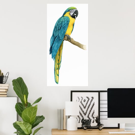 Poster Un Macaw Turquoise (Bureau à domicile)