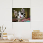 Poster Un mignon chaton aux yeux verts (Cuisine)
