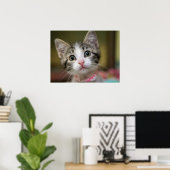 Poster Un mignon chaton aux yeux verts (Bureau à domicile)