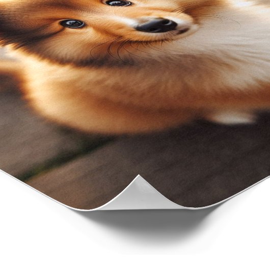 Poster Un mignon chiot Shetland Sheepdog (Coin)