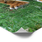 Poster Un mignon petit tigre (Coin)