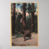 Poster Un ours Brown dans les bois (Devant)