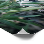 Poster Un ours de panda mange du bambou (Coin)