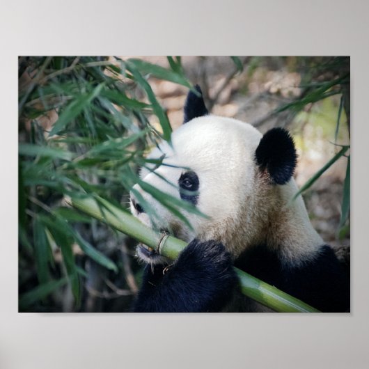 Poster Un ours de panda mange du bambou (Devant)