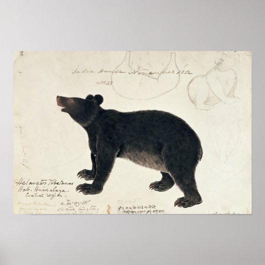 Poster Un ours noir asiatique, "Ursus Tibetanus" (Devant)