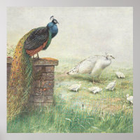 Un paon bleu et un paon blanc avec des poussins