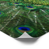 Poster Un paon hurle (Coin)