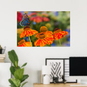 Poster Un Papilio troilus, Papilio troilus (Bureau à domicile)