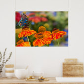 Poster Un Papilio troilus, Papilio troilus (Cuisine)