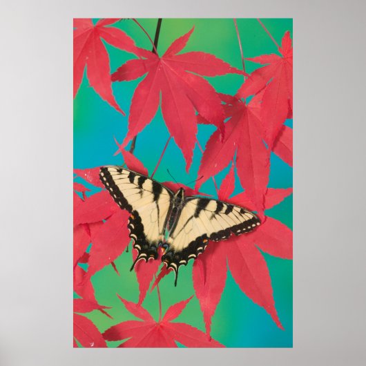 Poster Un papillon à queue épaisse de tigre canadien (Devant)