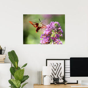 Poster Un papillon de nuit sur un papillon