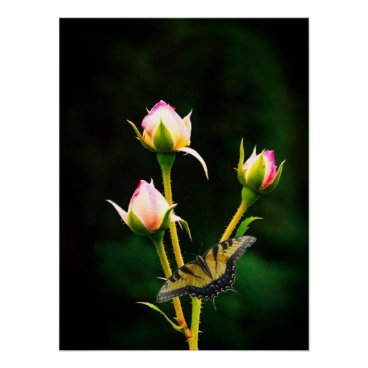 Poster Un papillon et rose (Devant)