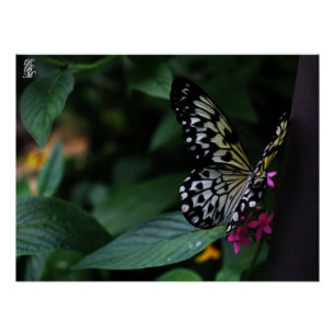 Poster Un papillon jaune sur des fleurs roses