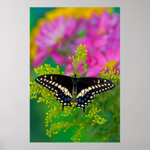 Poster Un papillon Machaon se pose