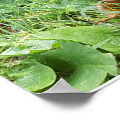 Poster Un papillon monarque (Coin)