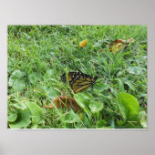 Poster Un papillon monarque (Devant)