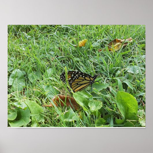Poster Un papillon monarque (Devant)