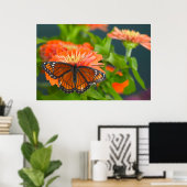 Poster Un papillon Monarque sur des zinnias orange (Bureau à domicile)