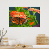 Poster Un papillon Monarque sur des zinnias orange (Cuisine)