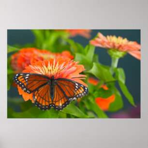 Poster Un papillon Monarque sur des zinnias orange