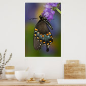 Poster Un papillon sulfuré (Cuisine)