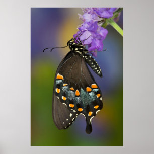 Poster Un papillon sulfuré