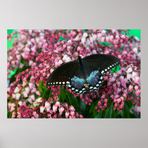 Poster Un papillon sulfuré Dans la famille des Phoebis