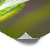 Poster Un papillon swallowtail (Coin)