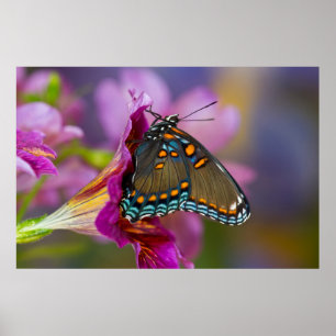 Poster Un papillon swallowtail