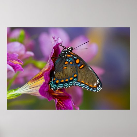 Poster Un papillon swallowtail (Devant)