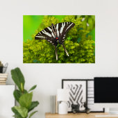Poster Un papillon swallowtail nord-américain (Bureau à domicile)