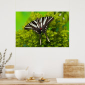 Poster Un papillon swallowtail nord-américain (Cuisine)